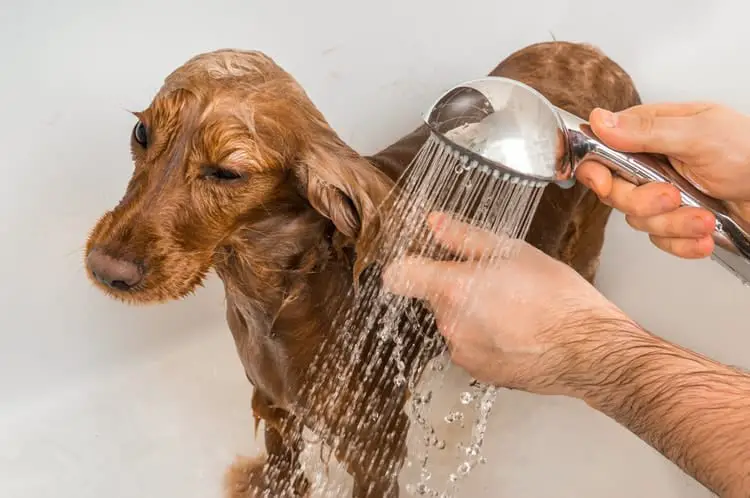 cock spaniel being washed with shampoo