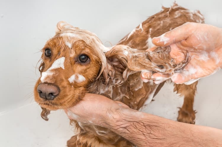 dog being bathed with shampoo and shower