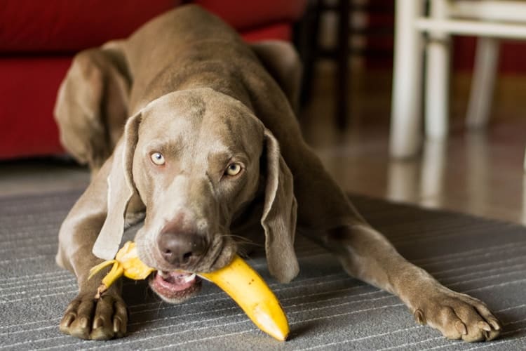 dog eating banana