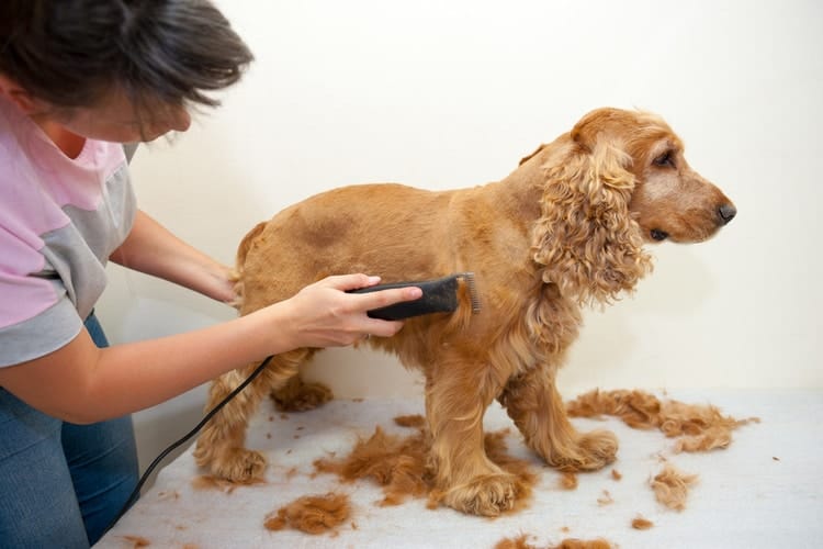 dog being groomed with dog clippers