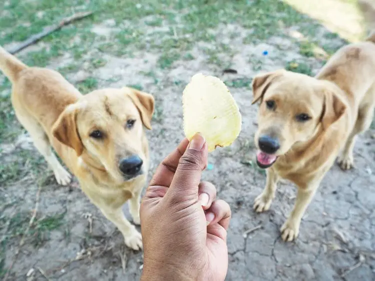 pet owner feeding his two dogs a vinegar chips