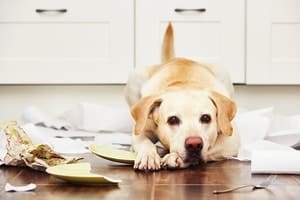 Dog Ate Used Tampons: What to Do? (Plus 5 Prevention Steps) – Sir Doggie