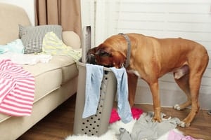 Dog Eating Your Underwear? [6 REASONS WHY]