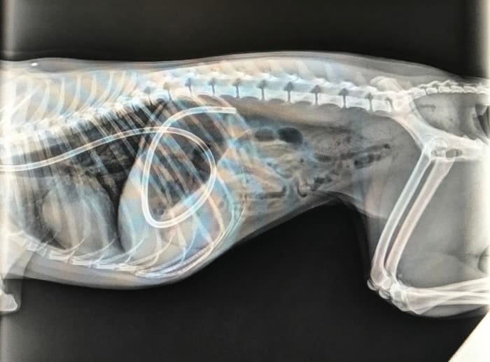 What To Expect With Dog XRays Sir Doggie