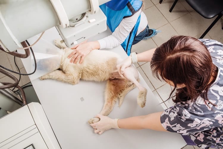 dog getting prepared for x ray at vet office