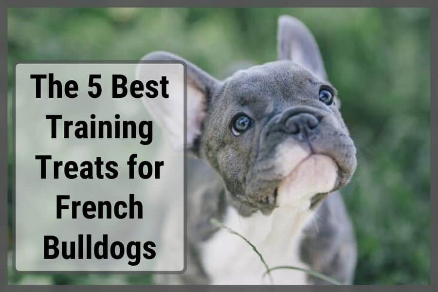 The 5 Best Training Treats for French Bulldogs (Healthy