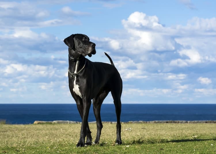 Great Dane standing in field with blue cloudy sky in background