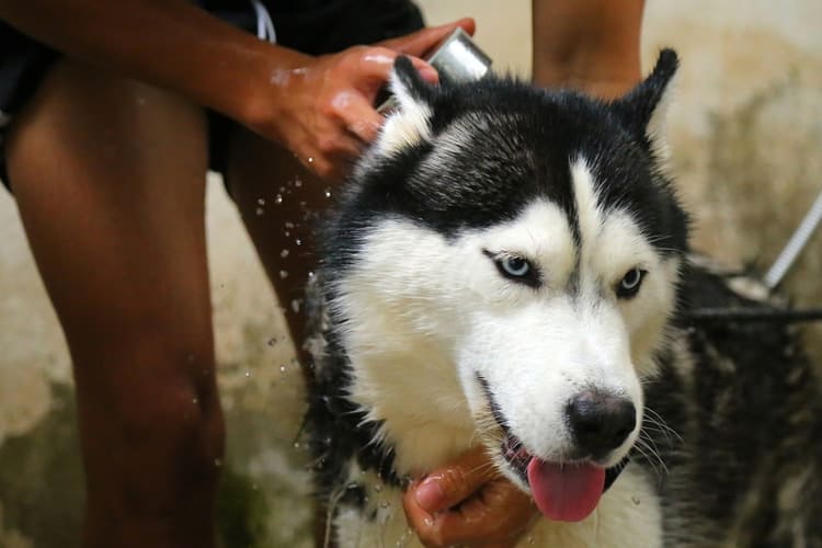 Husky being washed with flea shampoo