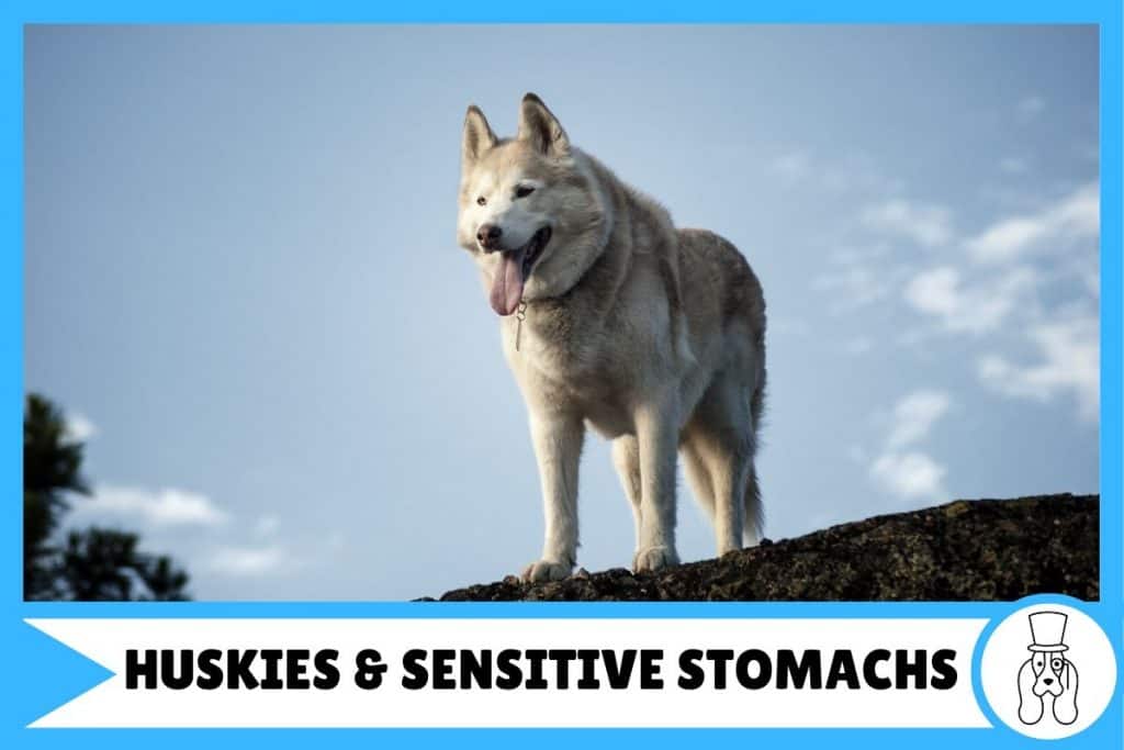 Husky Sensitive Stomach18