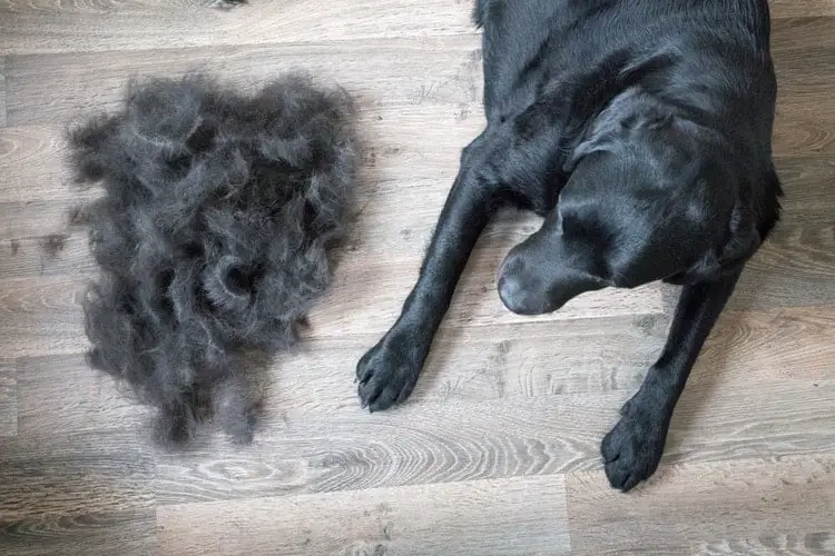 Lab being brushed and groomed