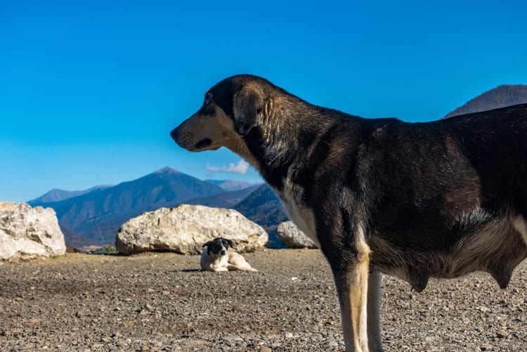 male dog standing with swollen nipples