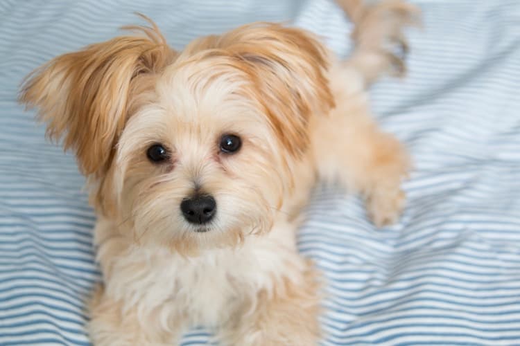 A cute morkie puppy lying in bed