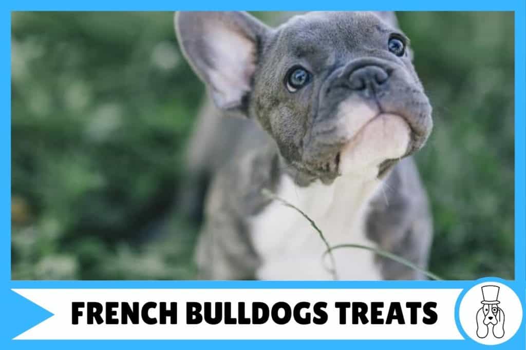 french bulldog puppy