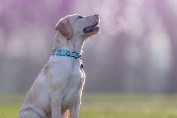 puppy breathing fast in misty morning air