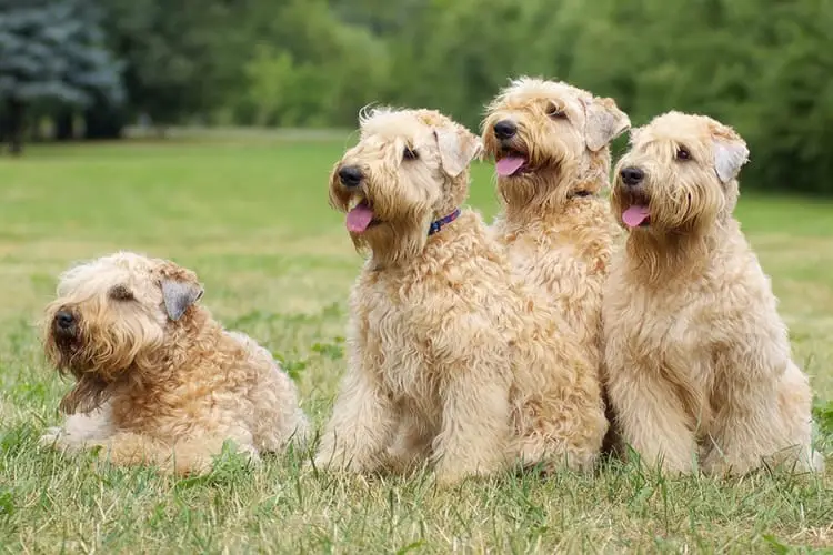 Pack of wheaten terriers waiting patiently for their dog food