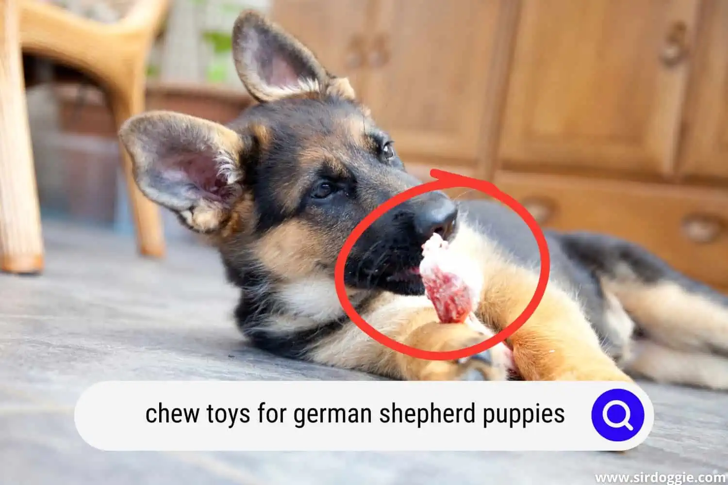 A German Shepherd puppy chewing a toy