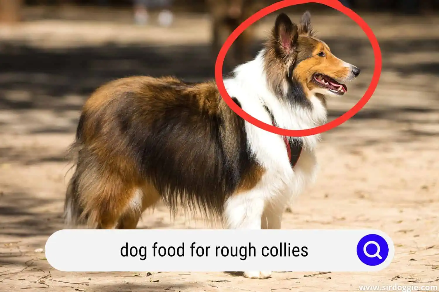 Adorable side view of Rough Collie
