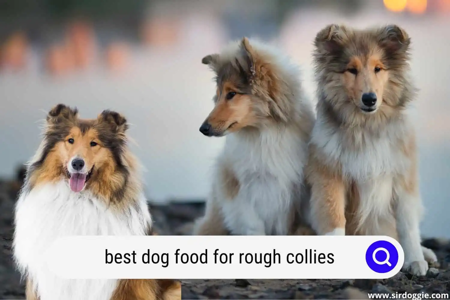 best dog food for rough collies