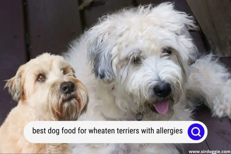 Best Dog Food for Wheaten Terriers with Allergies