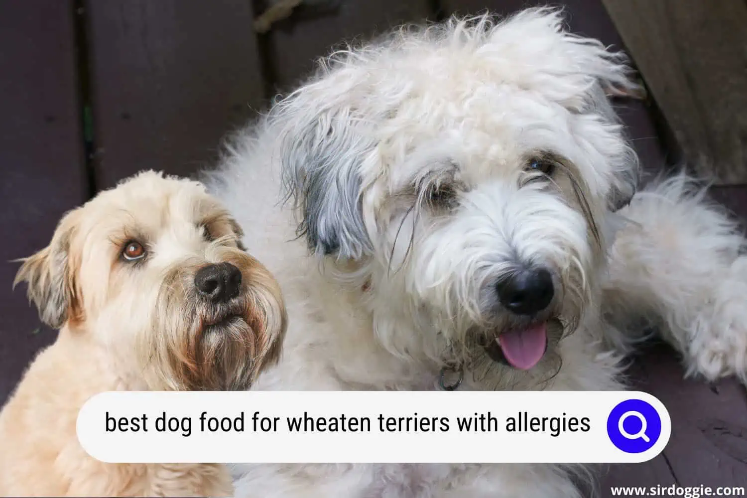 best dog food for wheaten terriers with allergies