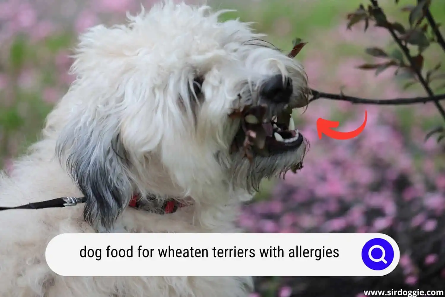 A Wheaten Terrier with allergies, angrily biting the plants