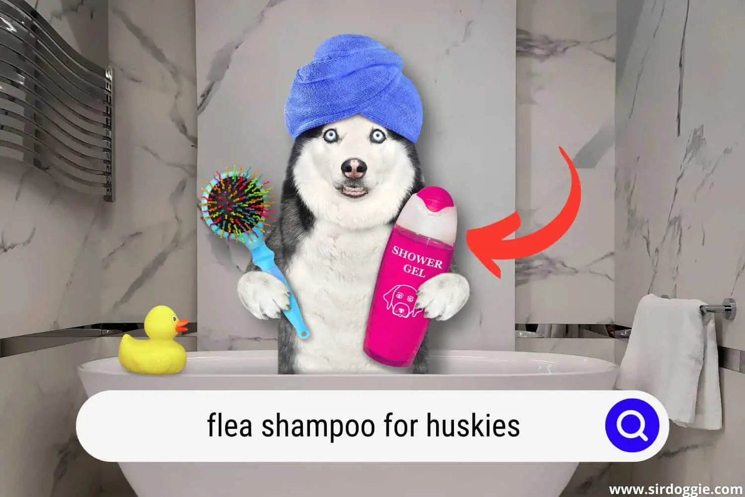 A Husky dog in a bath tub with blue towel on head, holding a hairbrush and flea shampoo