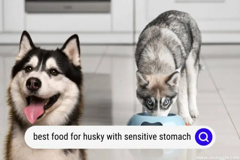 Best Dog Foods for Husky with a Sensitive Stomach