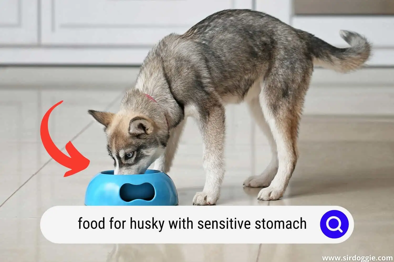 Husky eating dog food
