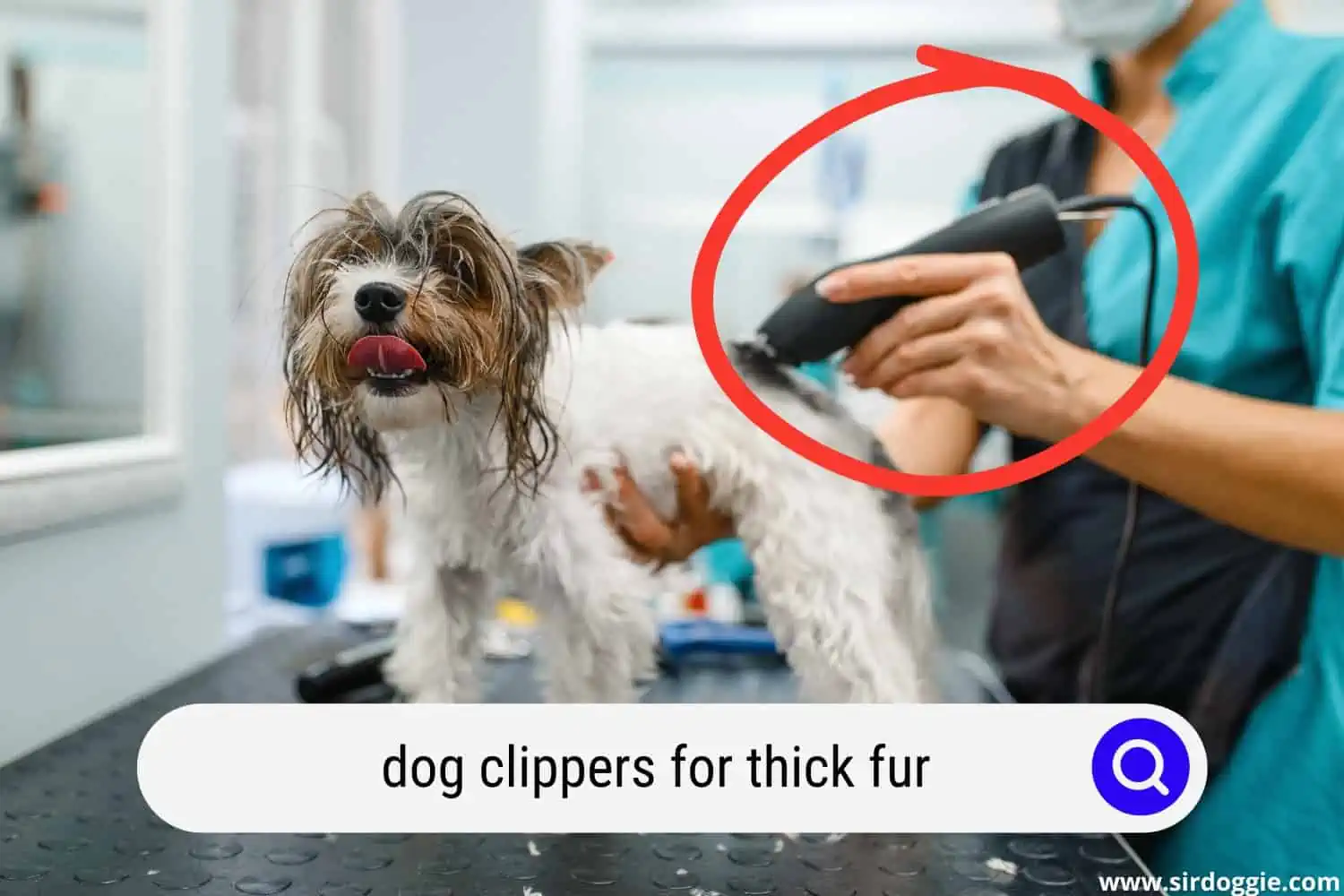A cute dog being groomed with dog clippers