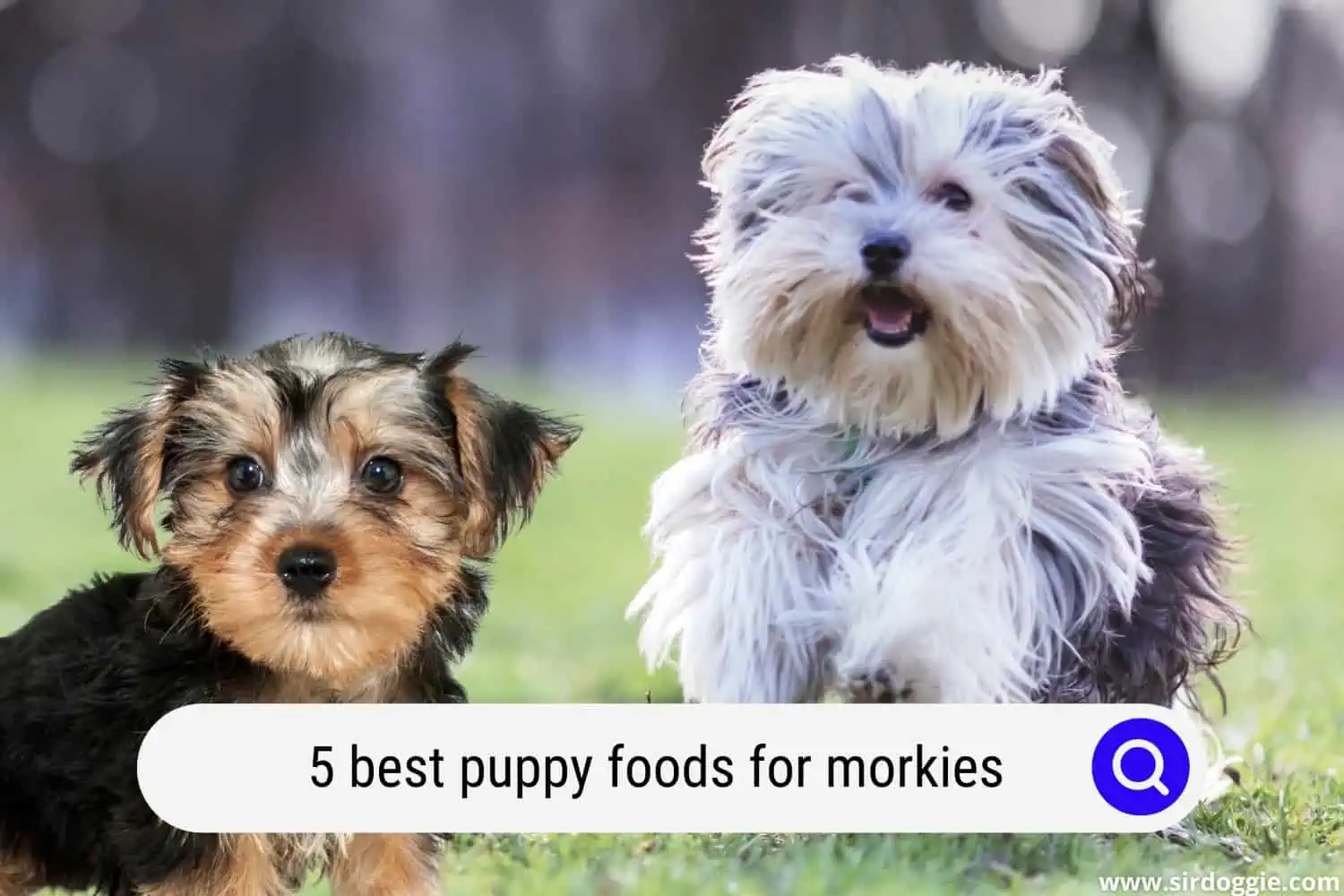 best puppy foods for morkies