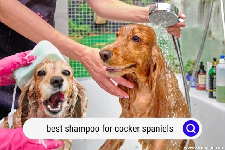 Best Shampoo for Cocker Spaniels: Our Top 5 Picks