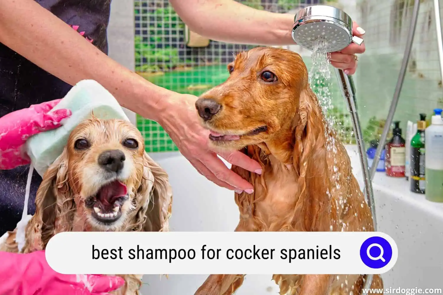best shampoo for cocker spaniels