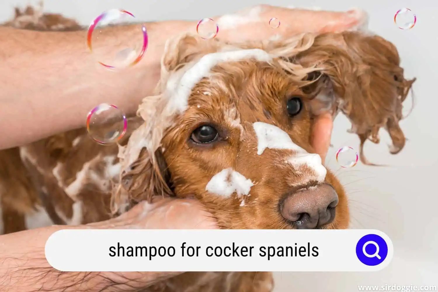 A pet owner bathing her Cocker Spaniel dog