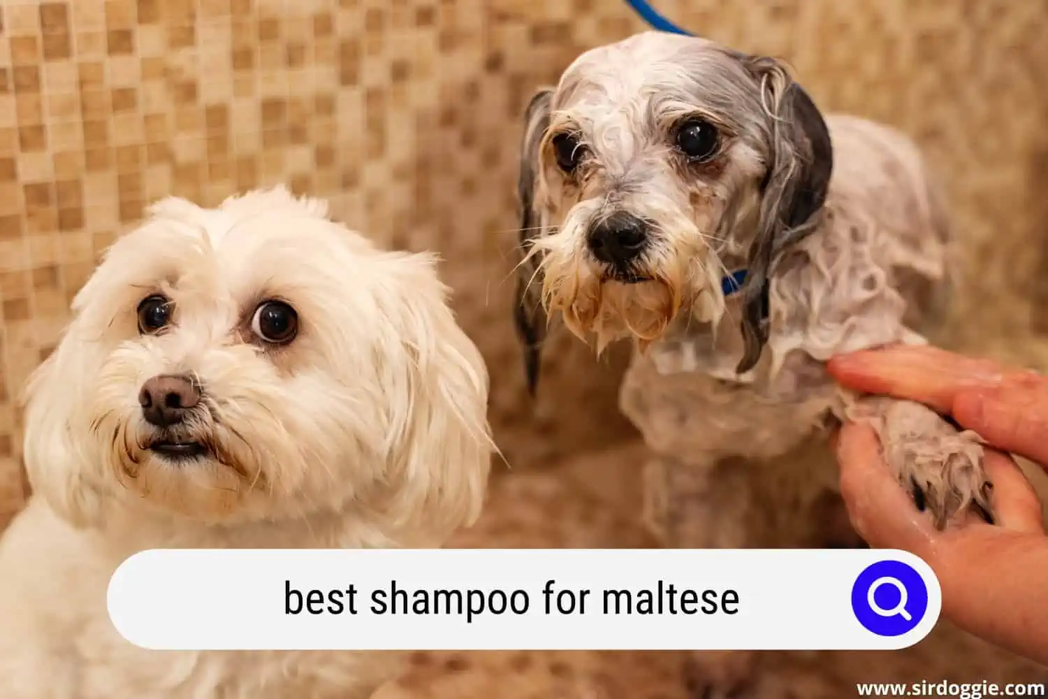 best shampoo for maltese