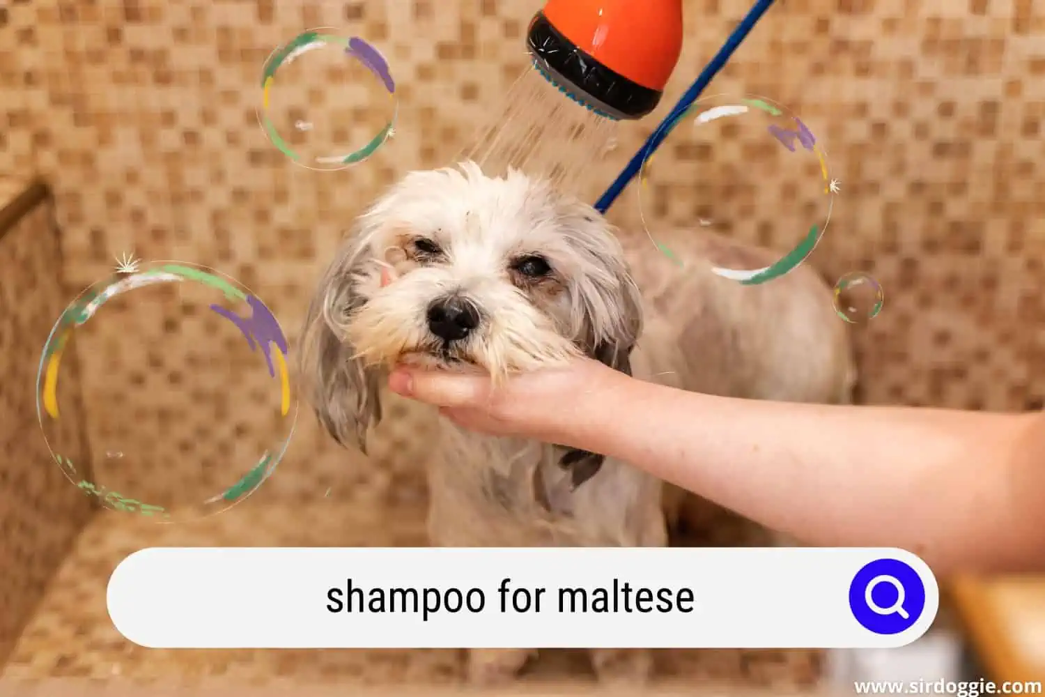 Maltese dog bathing