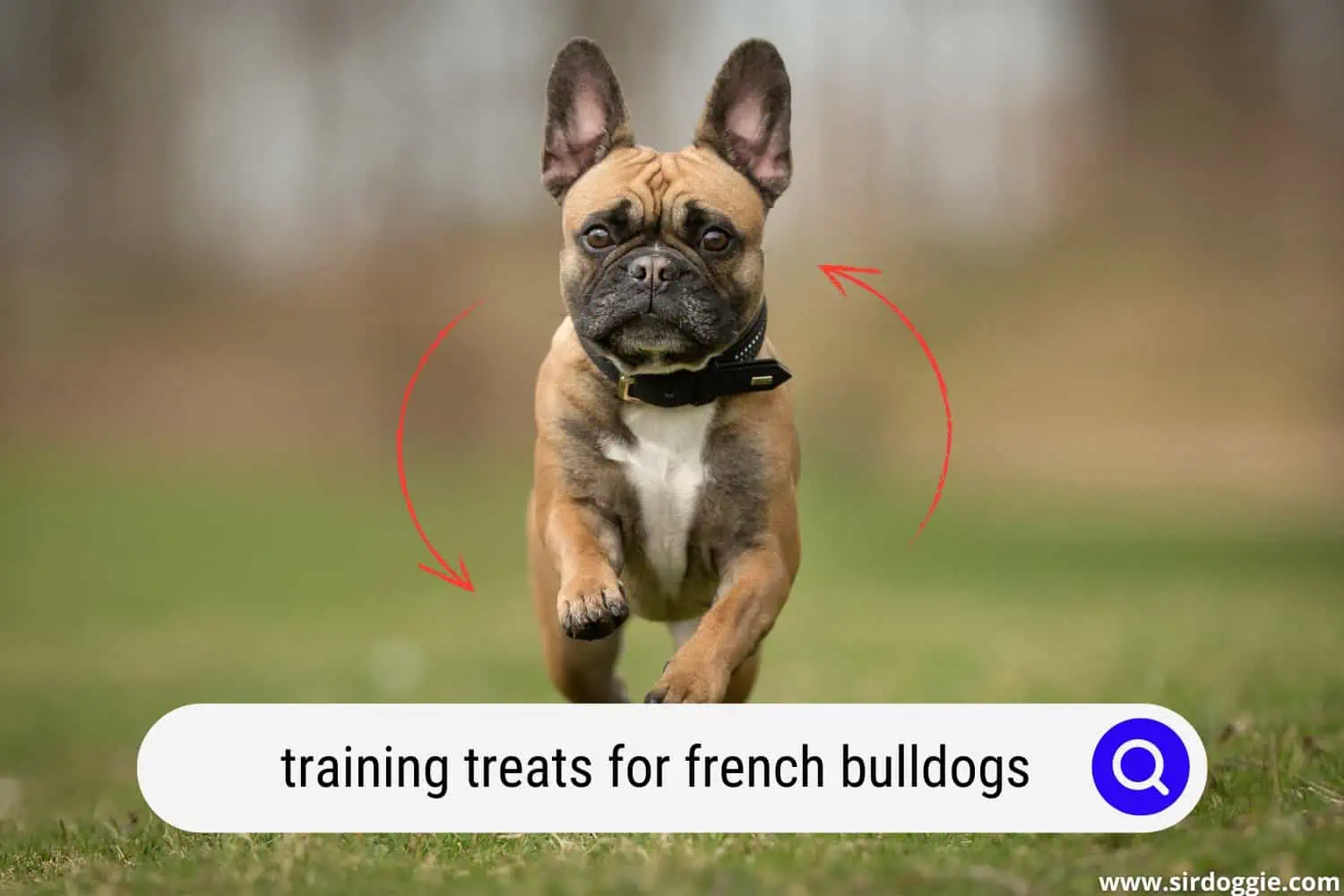 A French Bulldog on training, running in the field