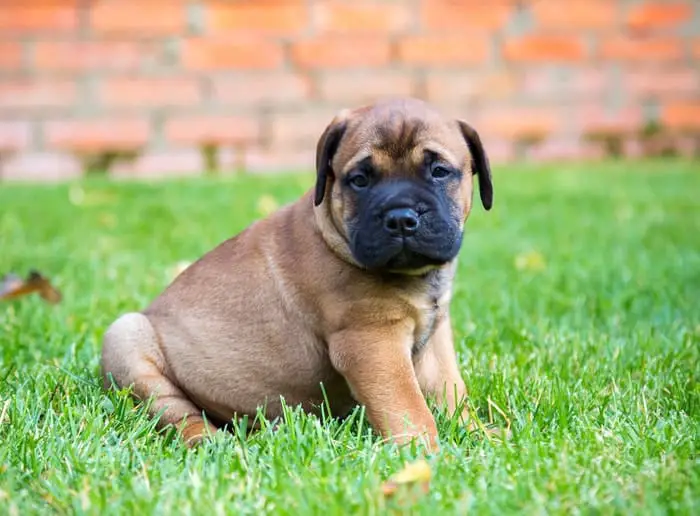 Black Pug Full-Grown: Its Life Stages and Characteristics