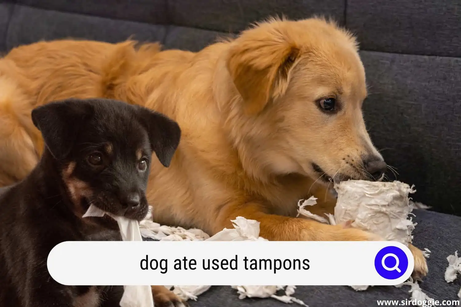 dog ate used tampons