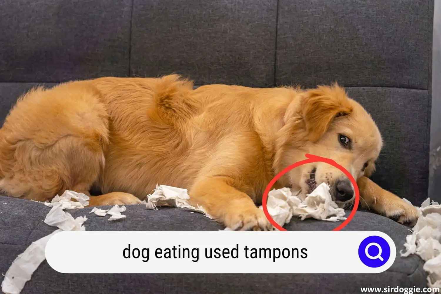 A brown dog lying in a couch while eating tampons