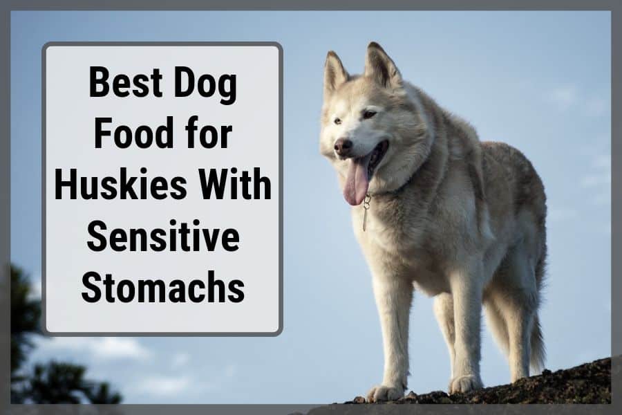 Husky standing on hill with text stating the best food for huskies with sensitive stomachs.