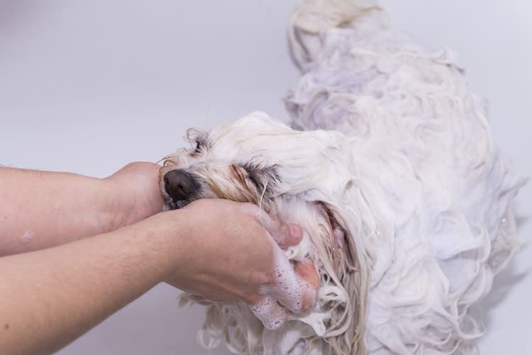 maltese dog bathing with dog shampoo suds