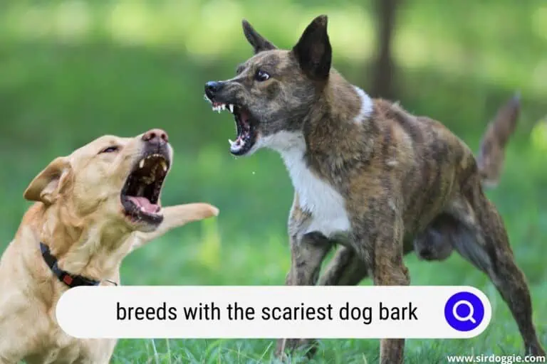 8 Breeds with the Scariest Dog Bark (To Keep Burglars Away)