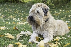 Best Foods for Wheaten Terriers with Allergies