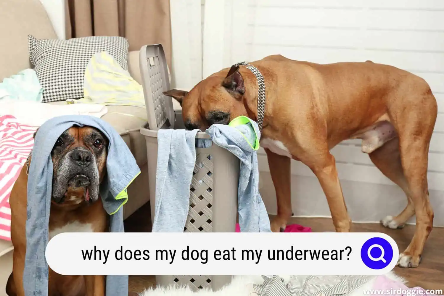 why does my dog eat my underwear