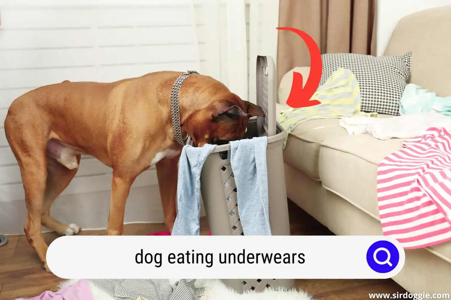 A dog messing and eating the clothes inside the basket
