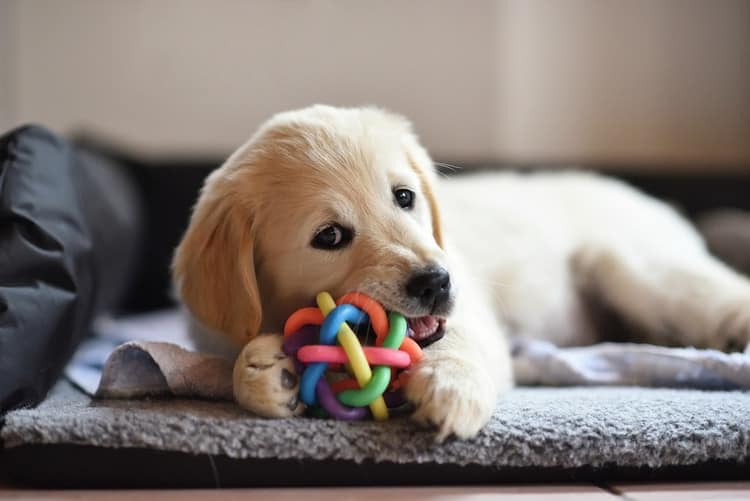 Puppy chewing on chew toy
