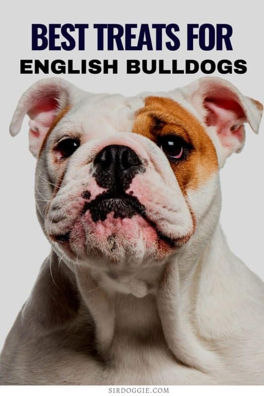 english bulldog Pin image for "Best Treats"