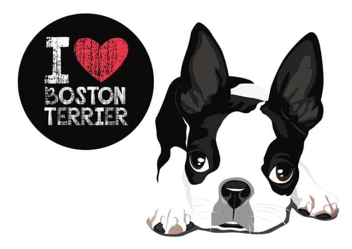 Cartoon portrait of boston terrier