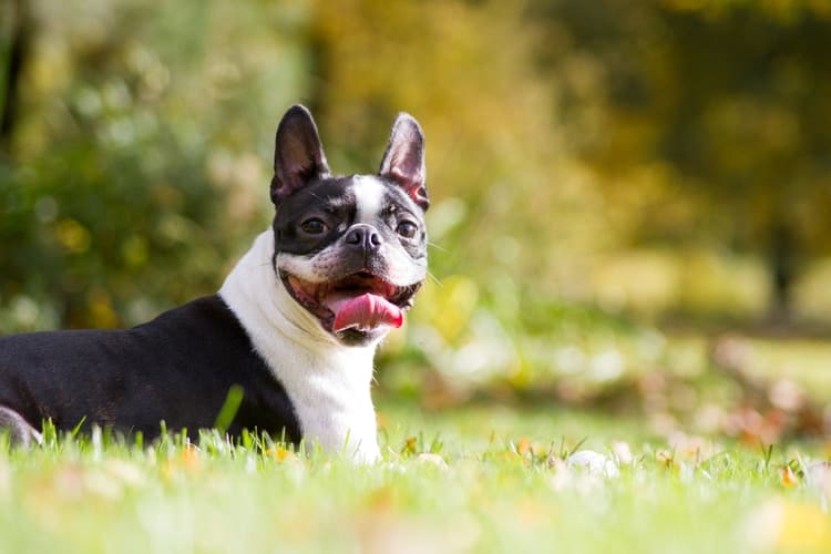 Boston Terrier with turned head after being called for food