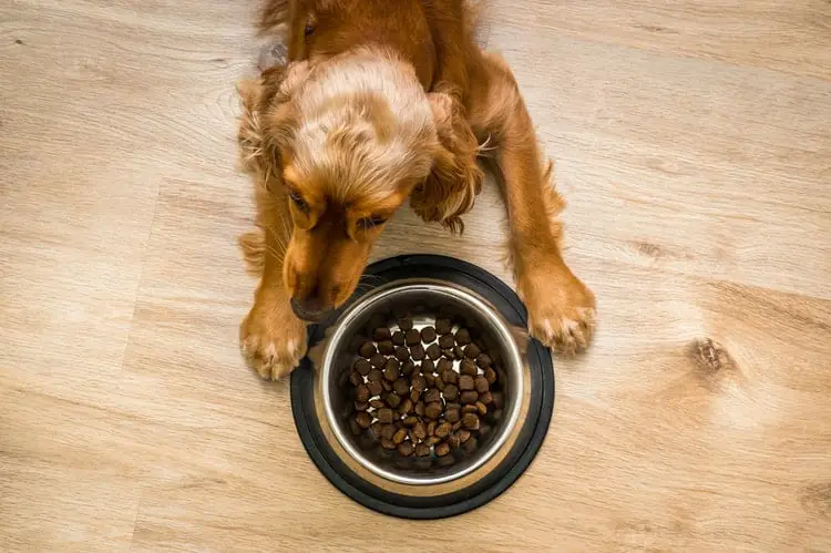 Cocker spaniel not eating food due to allergy